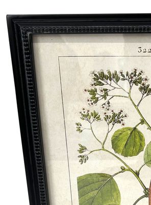 Imagen 2 del producto Cuadro Botánico 8 30x40 cm