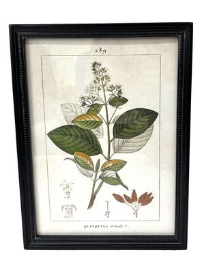 Cuadro Botánico 9 30x40 cm