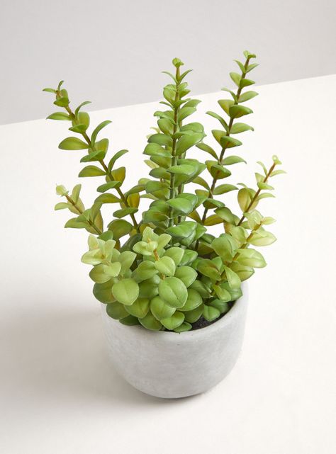 Planta Leaves 13 x 30 cm-1