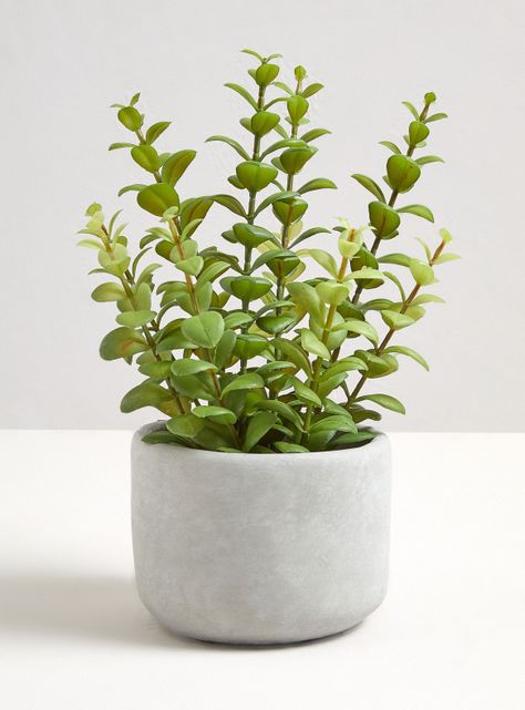 Planta Leaves 13 x 30 cm-0