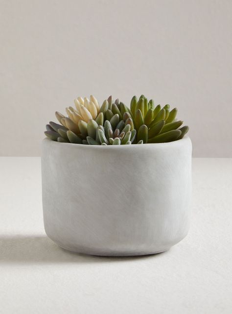 Suculenta Tricolor 13 x 14 cm-0