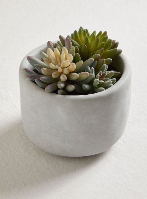 Suculenta Tricolor 13 x 14 cm-1