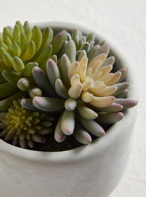 Suculenta Tricolor 13 x 14 cm-2
