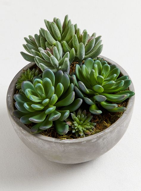 Arreglo Suculentas 1 15 x 13 cm-1