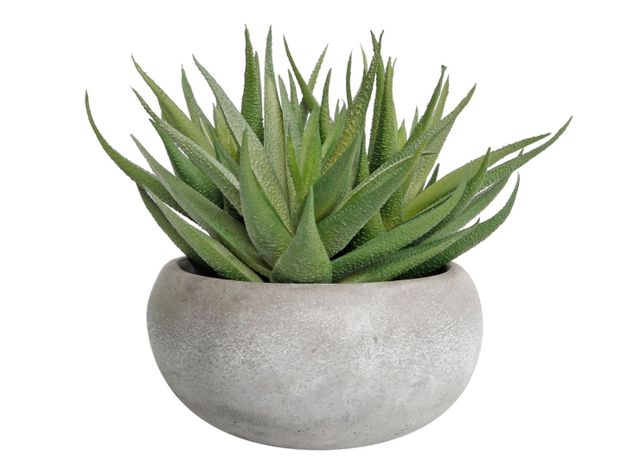 Planta Alaniz Home Aloe Leave 19 x 15 cm-0