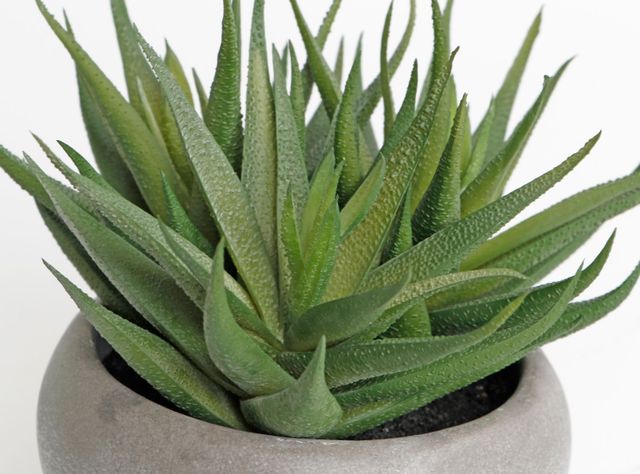 Planta Alaniz Home Aloe Leave 19 x 15 cm-1