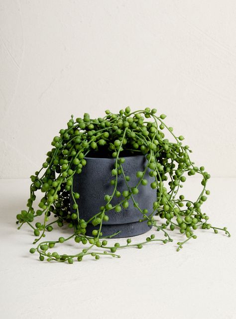 Planta Suculenta Rosario 35.5 cm-0