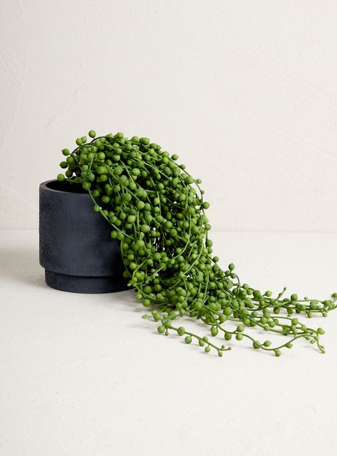 Planta Suculenta Rosario 35.5 cm-1
