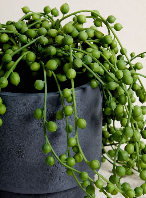 Planta Suculenta Rosario 35.5 cm-2