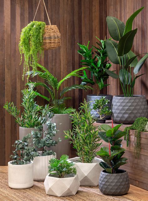 Planta Alaniz Home Suculenta Colgante 43.18 cm-3