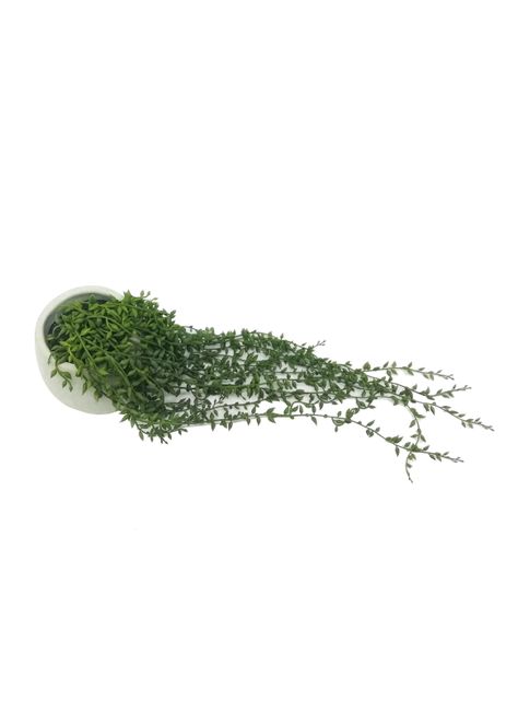 Planta Alaniz Home Suculenta Colgante 43.18 cm-1