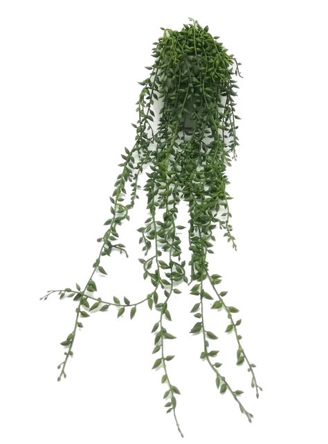 Planta Alaniz Home Suculenta Colgante 43.18 cm-2