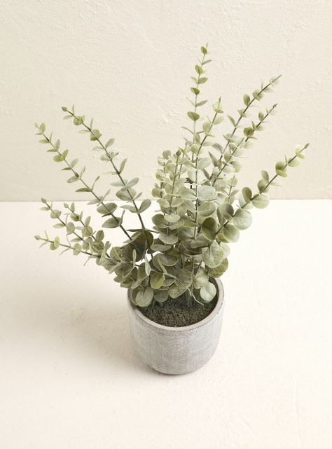 Planta Eucalipto en Maceta-1