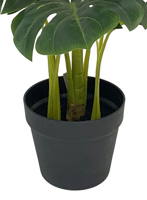 Planta Monstera 85 cm-1