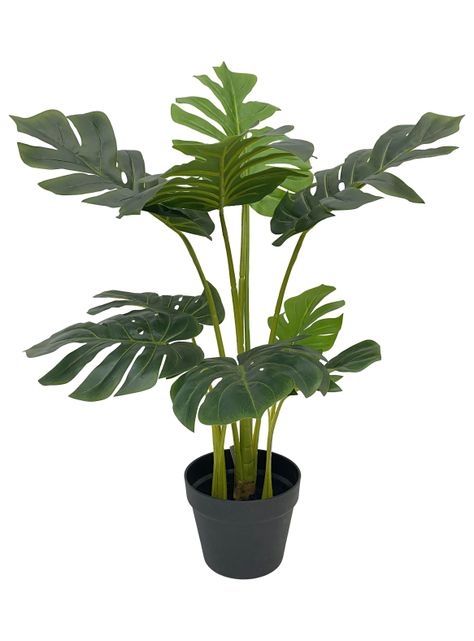 Planta Monstera 85 cm-0