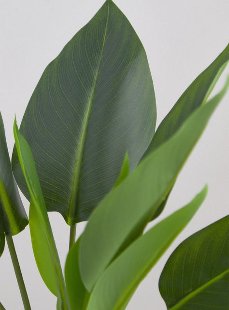Planta Strelitzia 45 cm-2