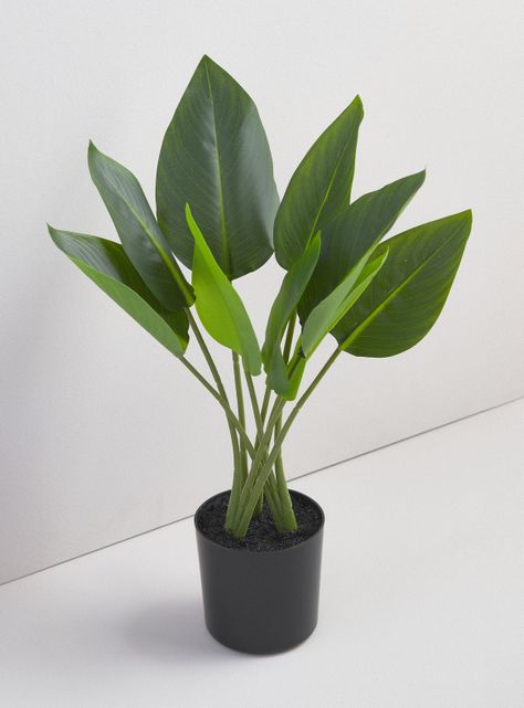 Planta Strelitzia 45 cm-1