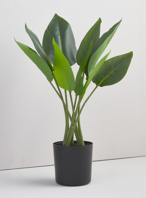 Planta Strelitzia 45 cm-0