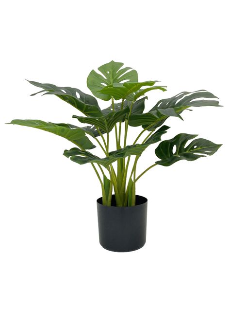 Planta Monstera 55 cm-0