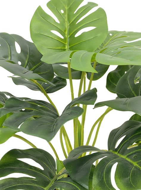 Planta Monstera 55 cm-1