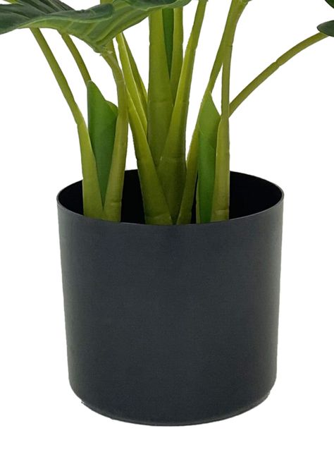 Planta Monstera 55 cm-2