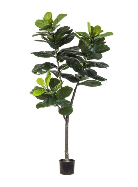Árbol The Garden Ficus Lyrata 150 cm-0
