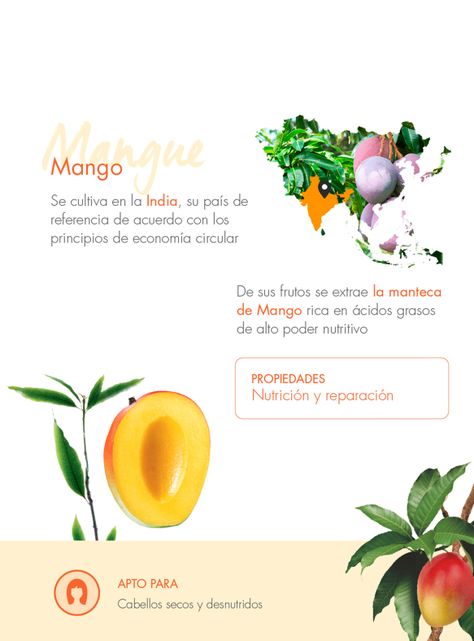 Shampoo Nutritivo a la Manteca de Mango 400 ml-3