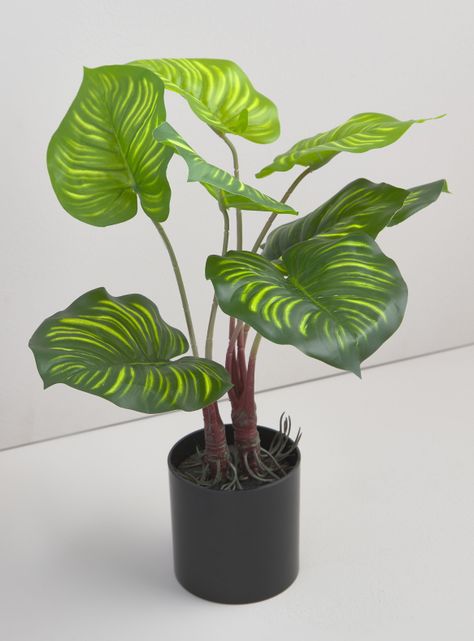 Planta Calatea 9 cm-1