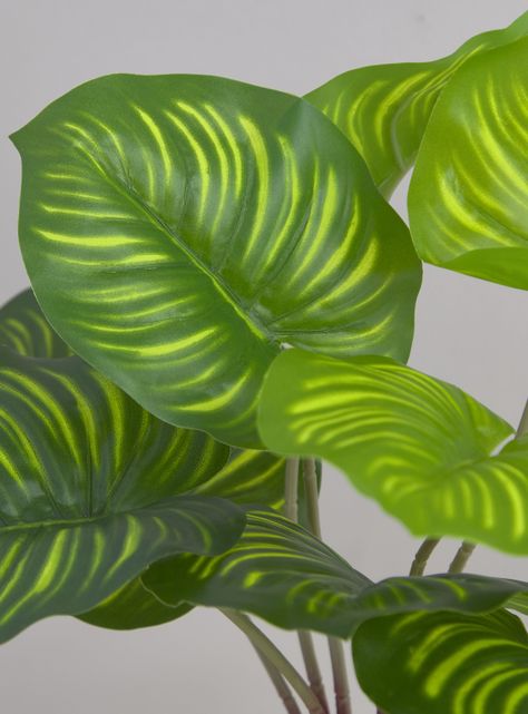 Planta Calatea 9 cm-2