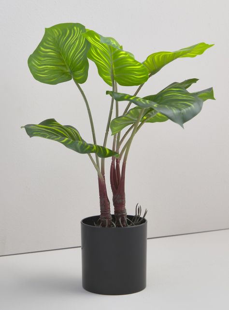 Planta Calatea 9 cm-0