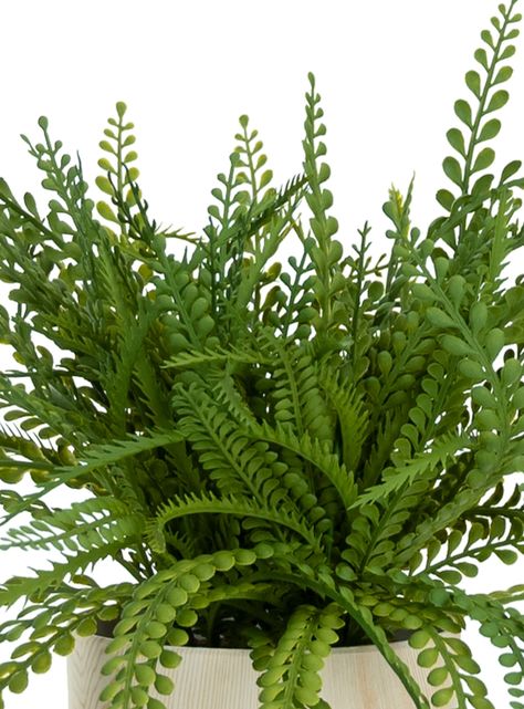 Planta Adiantum 32 cm-1