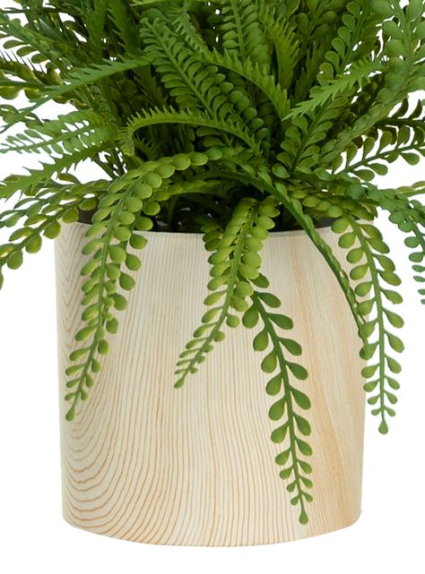 Planta Adiantum 32 cm-2