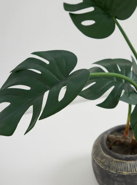 Planta Monstera Cerámica-2