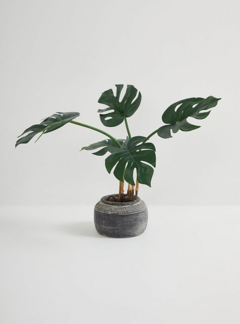 Planta Monstera Cerámica-0