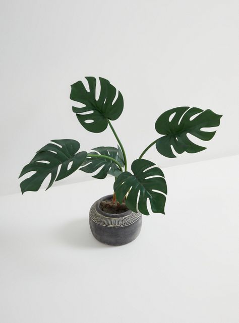 Planta Monstera Cerámica-1