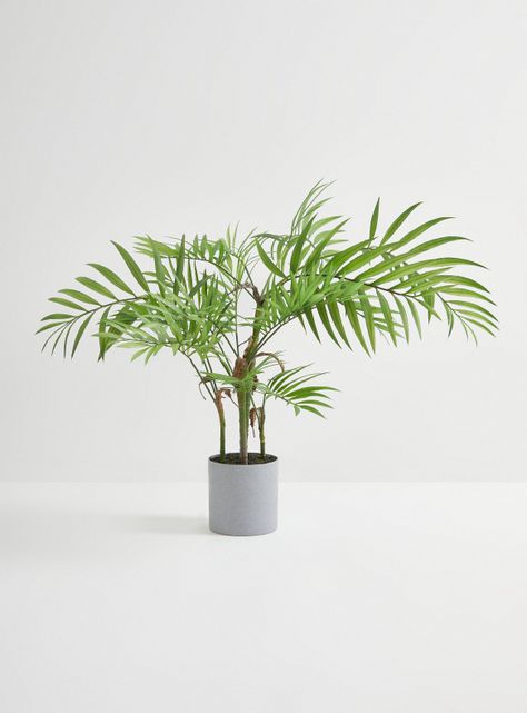 Planta Anemone 75 cm-0