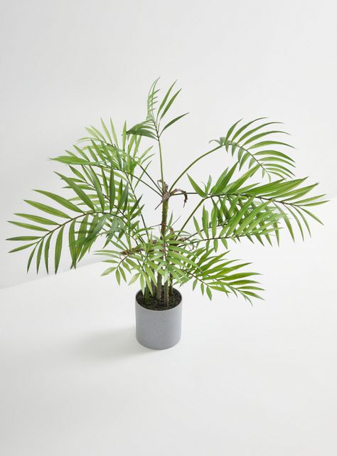 Planta Anemone 75 cm-1