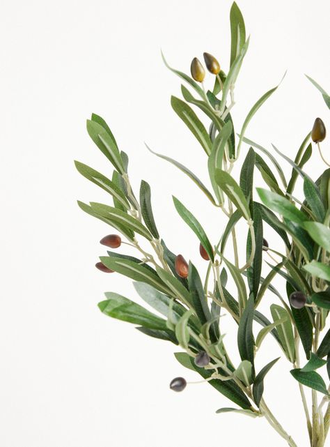 Planta Olivo 65 cm-1