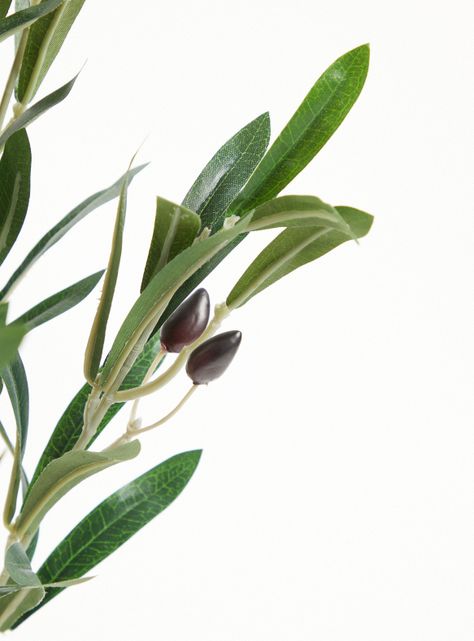Planta Olivo 65 cm-2