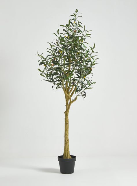 Planta Olivo 145 cm-0
