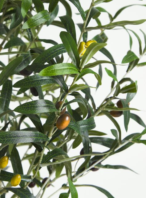 Planta Olivo 145 cm-2