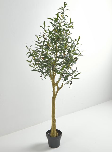 Planta Olivo 145 cm-1