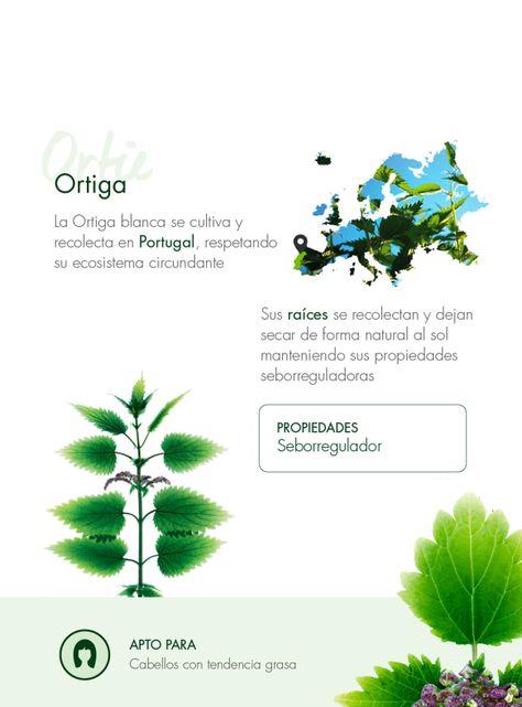 Shampoo Seborregulador a la Ortiga 400 ml-2