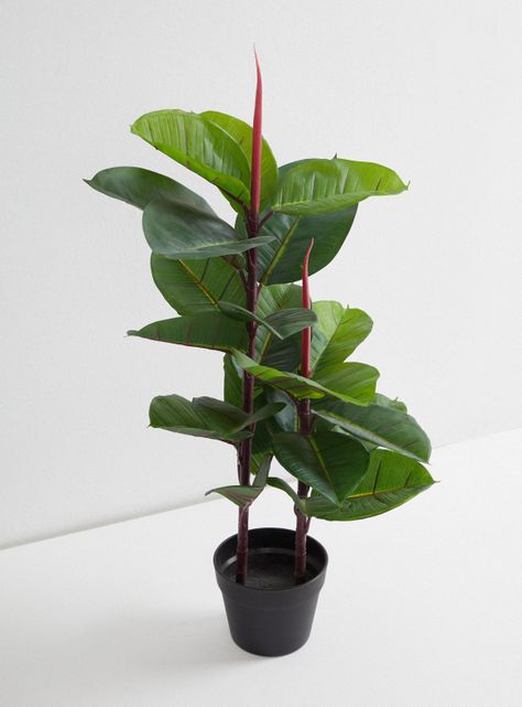 Planta Outzen Ave del Paraíso 80 cm-1
