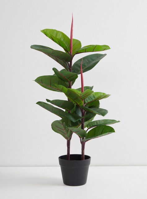 Planta Outzen Ave del Paraíso 80 cm-0