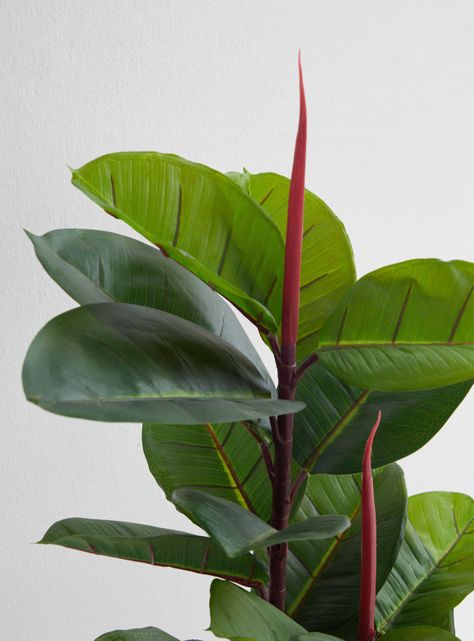 Planta Outzen Ave del Paraíso 80 cm-2