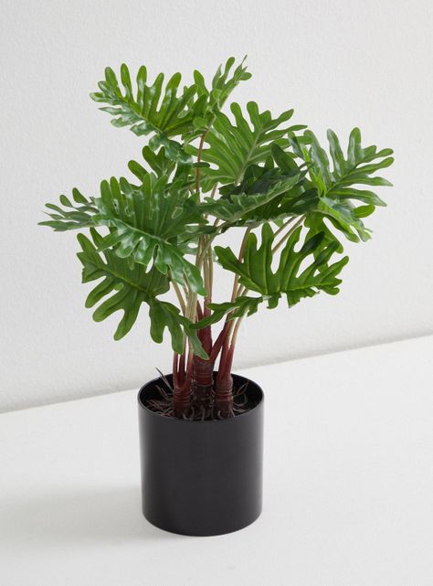 Planta Outzen Filodendro Mac Melan-1
