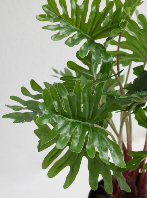 Planta Outzen Filodendro Mac Melan-2