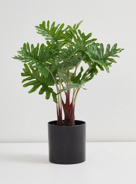 Planta Outzen Filodendro Mac Melan-0