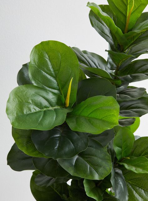Planta Hoja Lira 110 cm-2